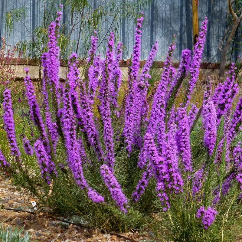 texas-blazing-star-liatris Texas Blazing Star (Liatris)