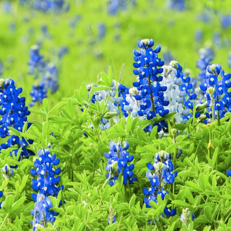 texas-blue-bonnet-bulk-seed Texas Blue Bonnet - Bulk Seed