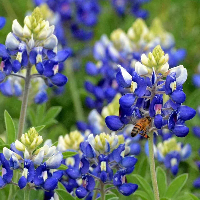 texas-bluebonnet-seeds Texas Bluebonnet Seeds