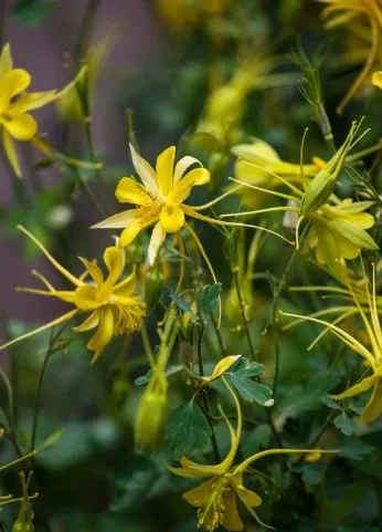texas-gold-columbine Texas Gold Columbine