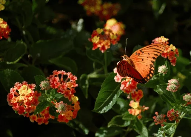 texas-lantana Texas Lantana