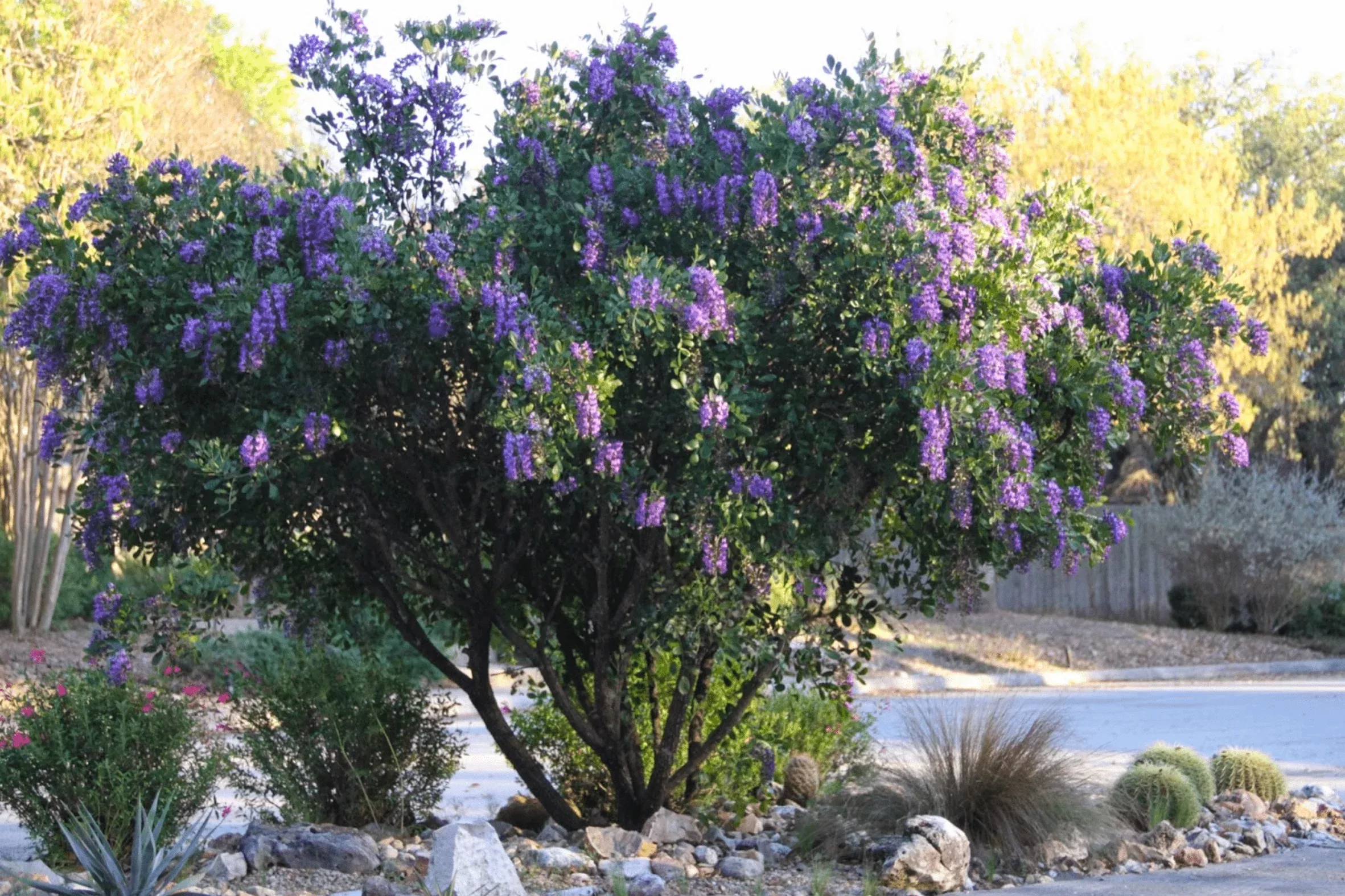 Texas Mountain Laurel
