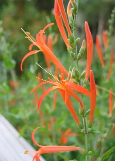 Texas Orange Acanthus