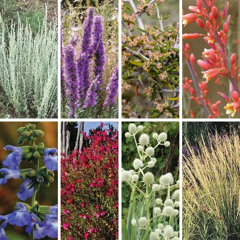 texas-perennial-collection Texas Perennial Collection