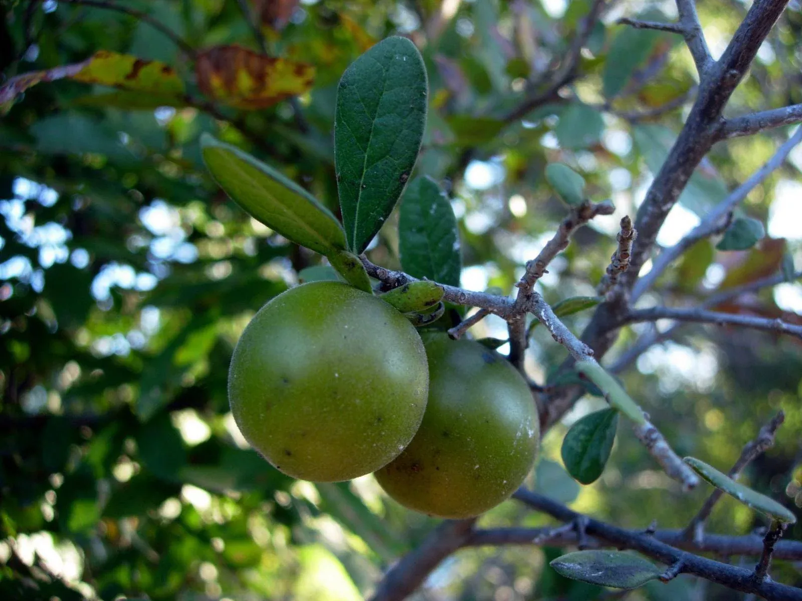 Texas Persimmon