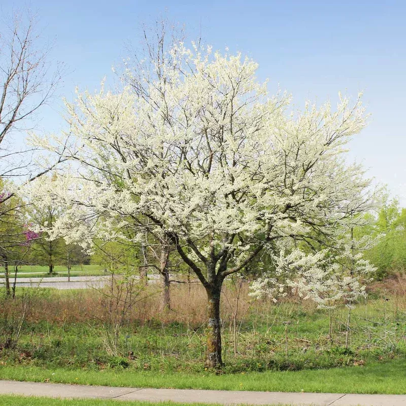 texas-redbud-white Texas Redbud 'White'