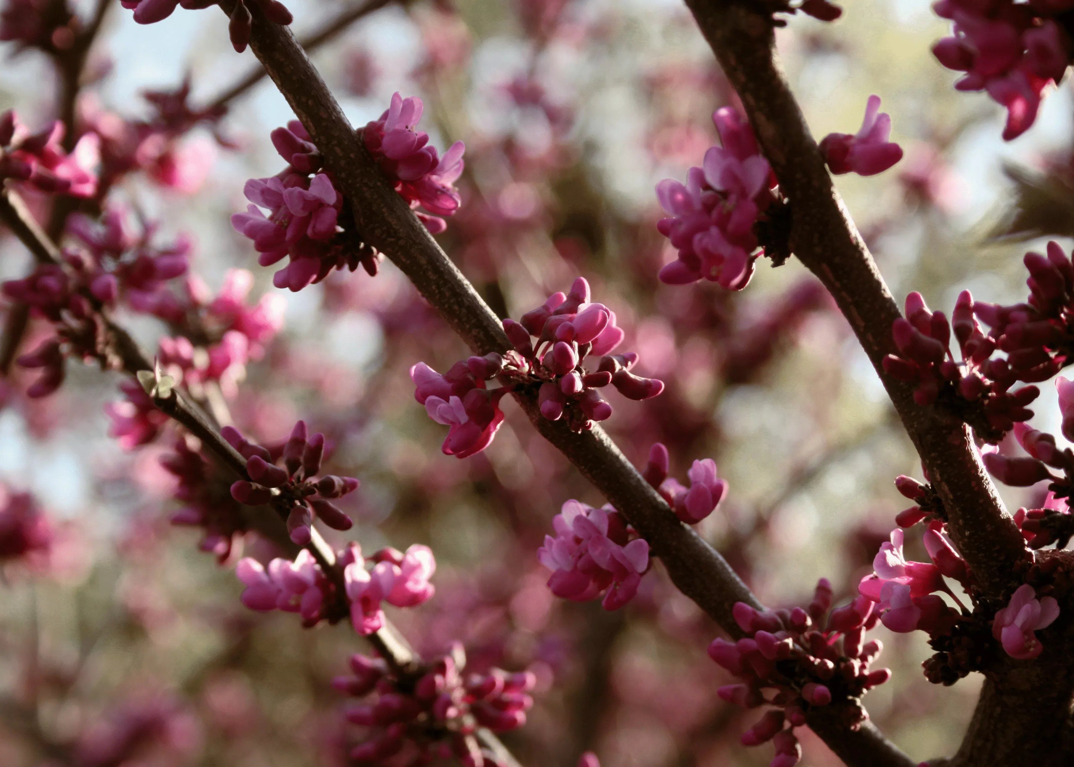 texas-redbud Texas Redbud