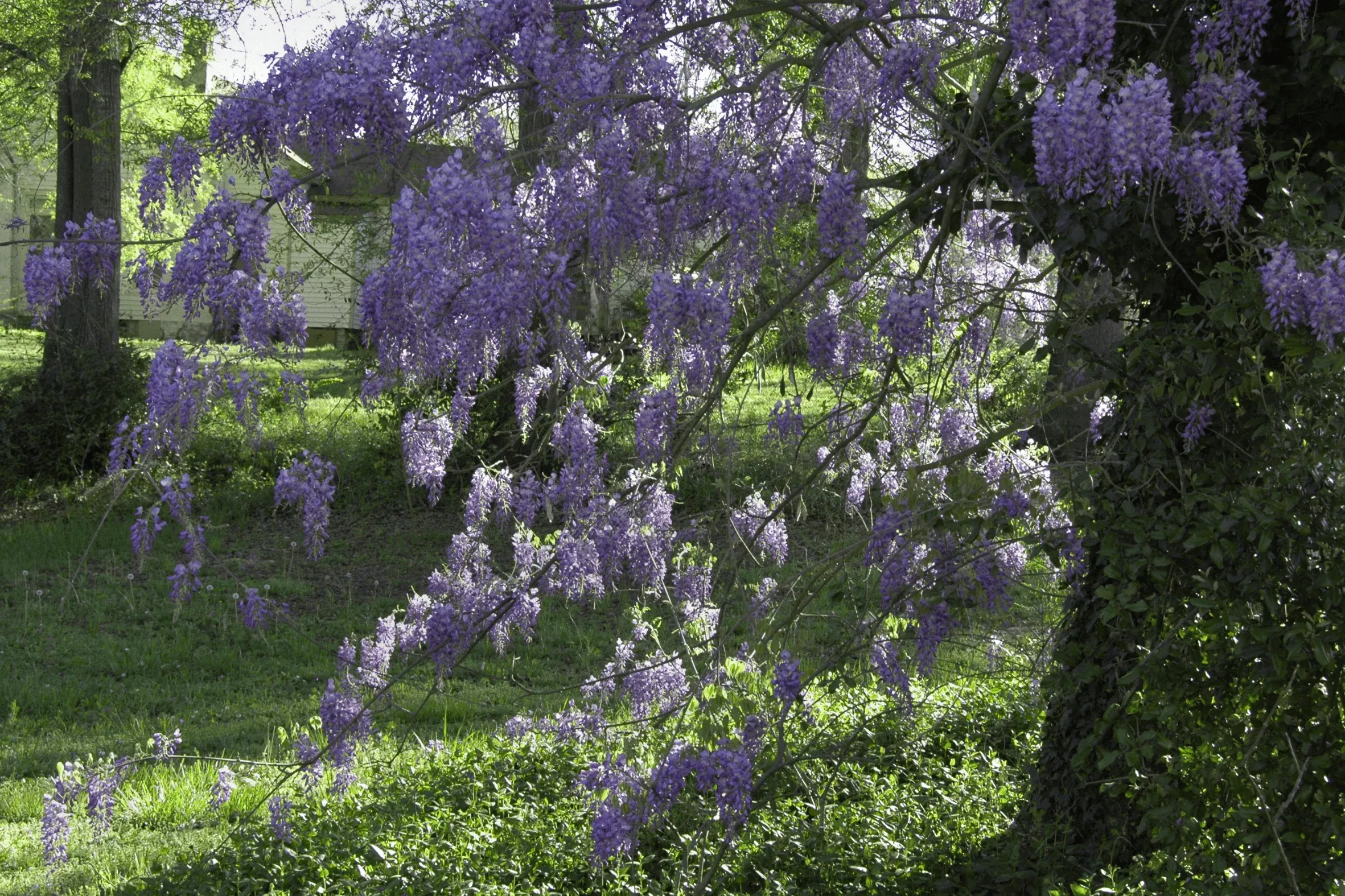 texas-wisteria Texas Wisteria