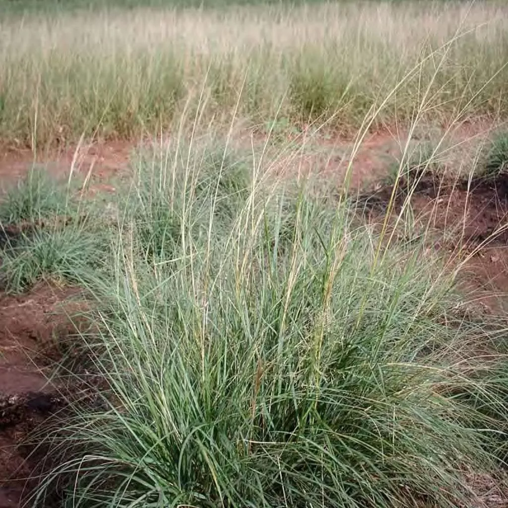 texoka-buffalograss Texoka Buffalograss