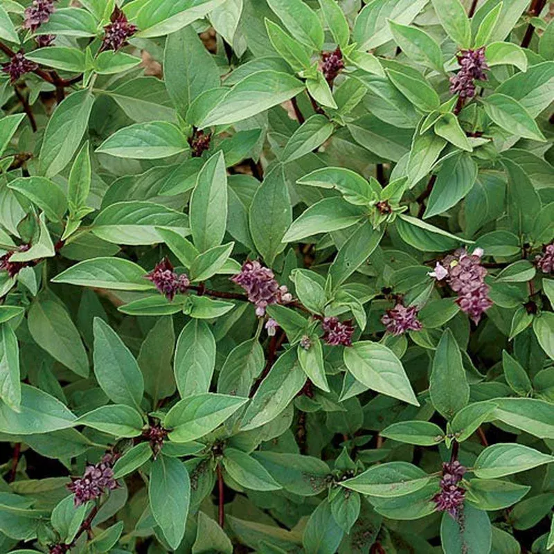 thai-basil-seeds-organic Thai Basil Seeds, Organic