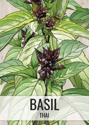 Thai Basil Seeds For Planting (Ocimum basilicum)