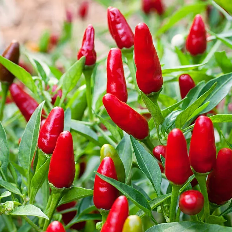 thai-hot-pepper-2-pack Thai Hot Pepper (2 Pack)