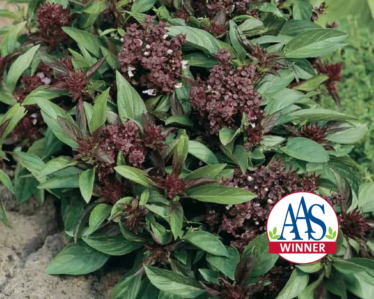 thai-siam-queen-basil-seeds Thai 'Siam Queen' Basil Seeds