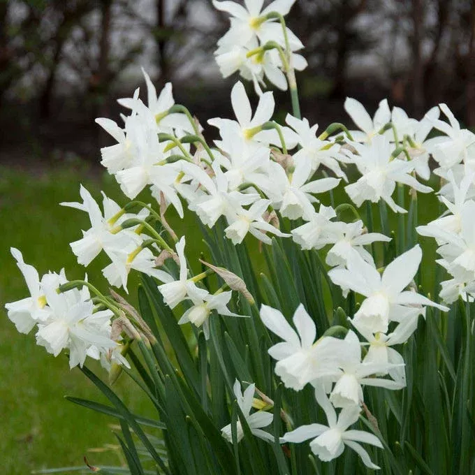 thalia-daffodil Thalia Daffodil