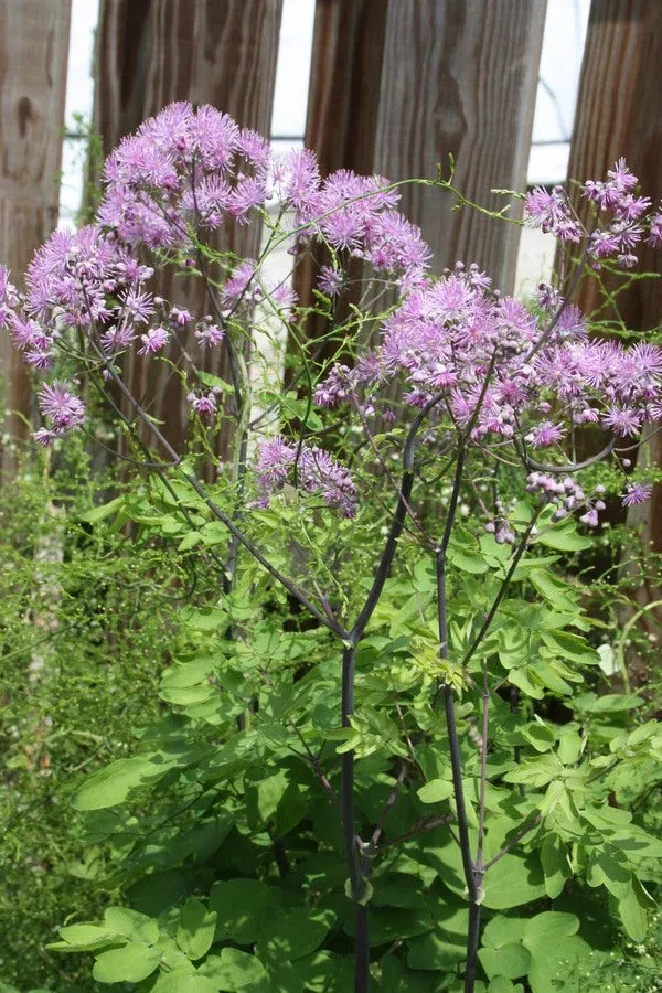 thalictrum-black-stockings Thalictrum 'Black Stockings'