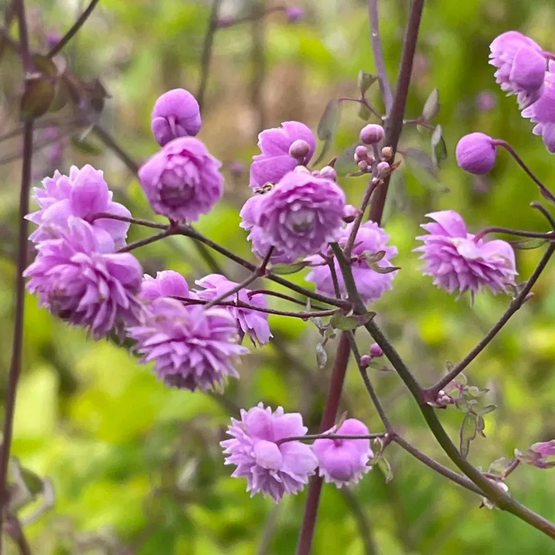 thalictrum-hewitt-s-double Thalictrum 'Hewitt's Double'
