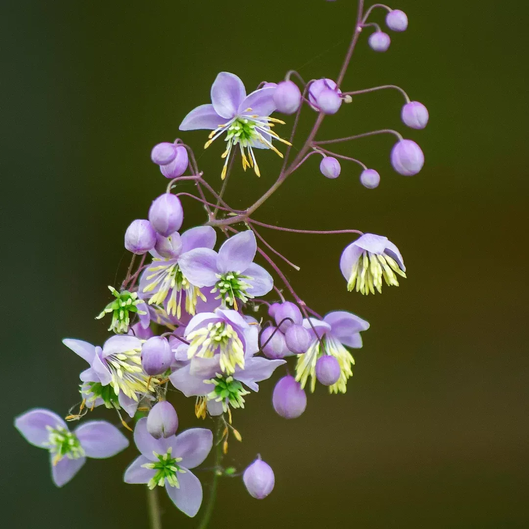 thalictrum-lavender-mist Thalictrum 'Lavender Mist'