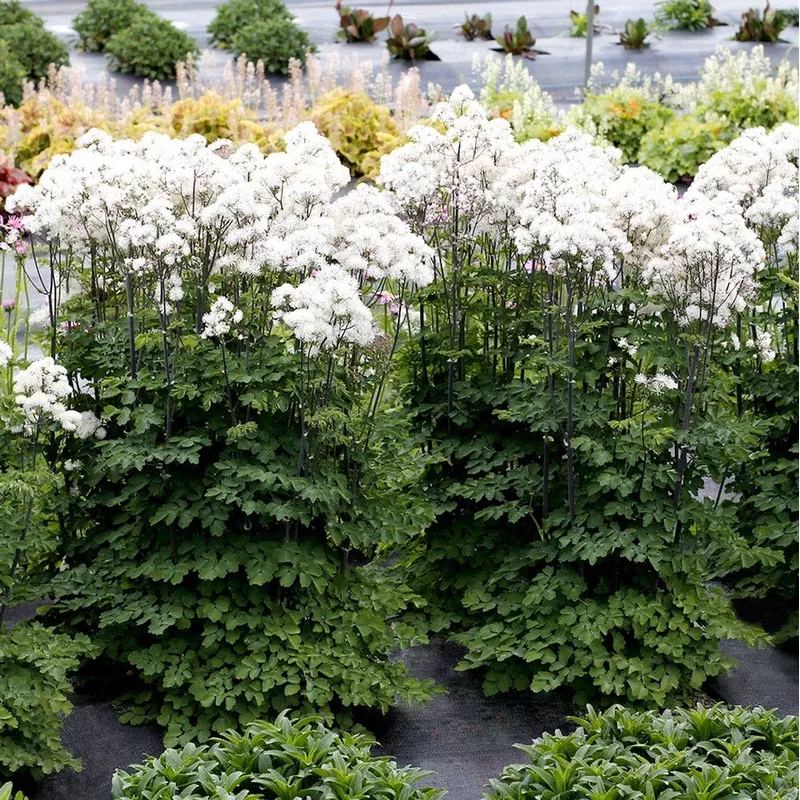 thalictrum-nimbus-white Thalictrum 'Nimbus White'
