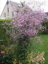 Thalictrum 'Splendide' (20)ct Flat