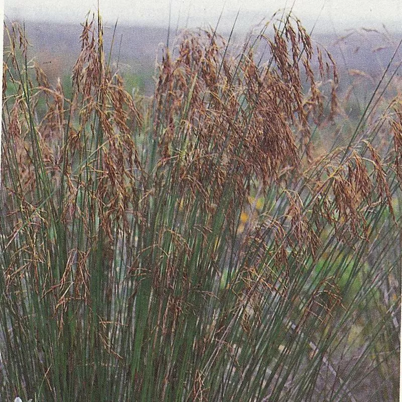 thamnochortus-insignis-male Thamnochortus insignis (male)