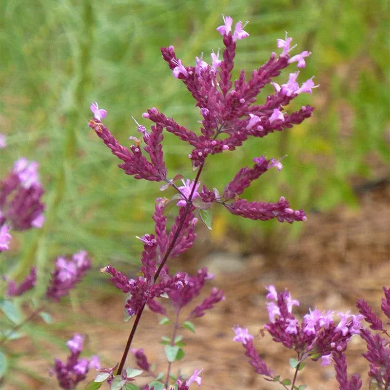 thanksgiving-ornamental-oregano Thanksgiving Ornamental Oregano