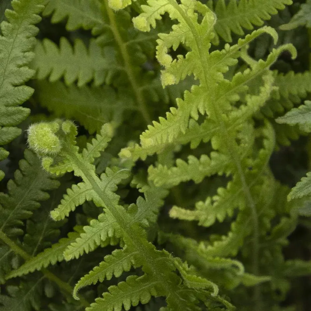 thelypteris-japanese-beech-fern Thelypteris 'Japanese Beech Fern'