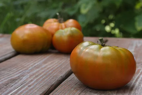 thorburn-s-terra-cotta-tomato Thorburn’s Terra Cotta Tomato