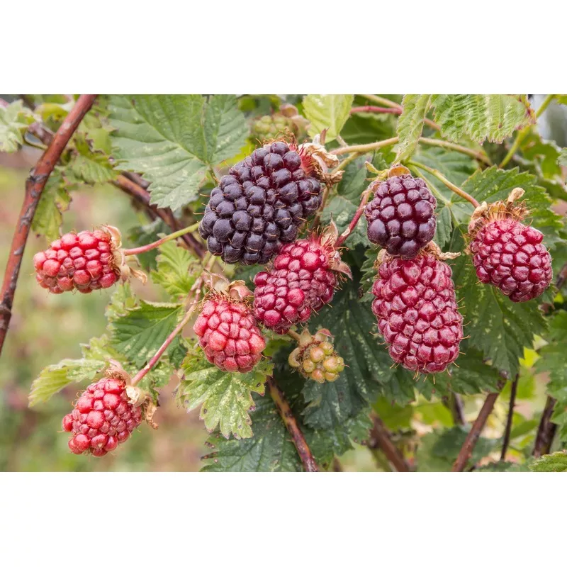 thornless-boysenberry Thornless Boysenberry