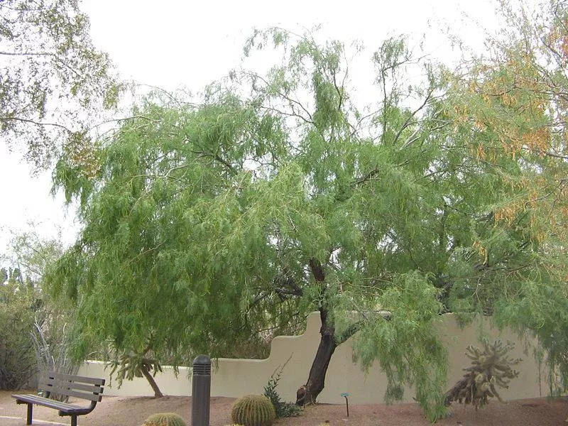 Thornless Texas Honey Mesquite