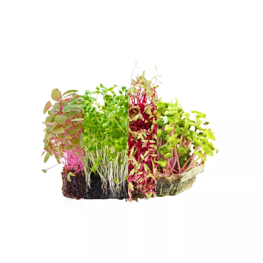 three-week-microgreen-west-coast-seeds Three Week Microgreen | West Coast Seeds