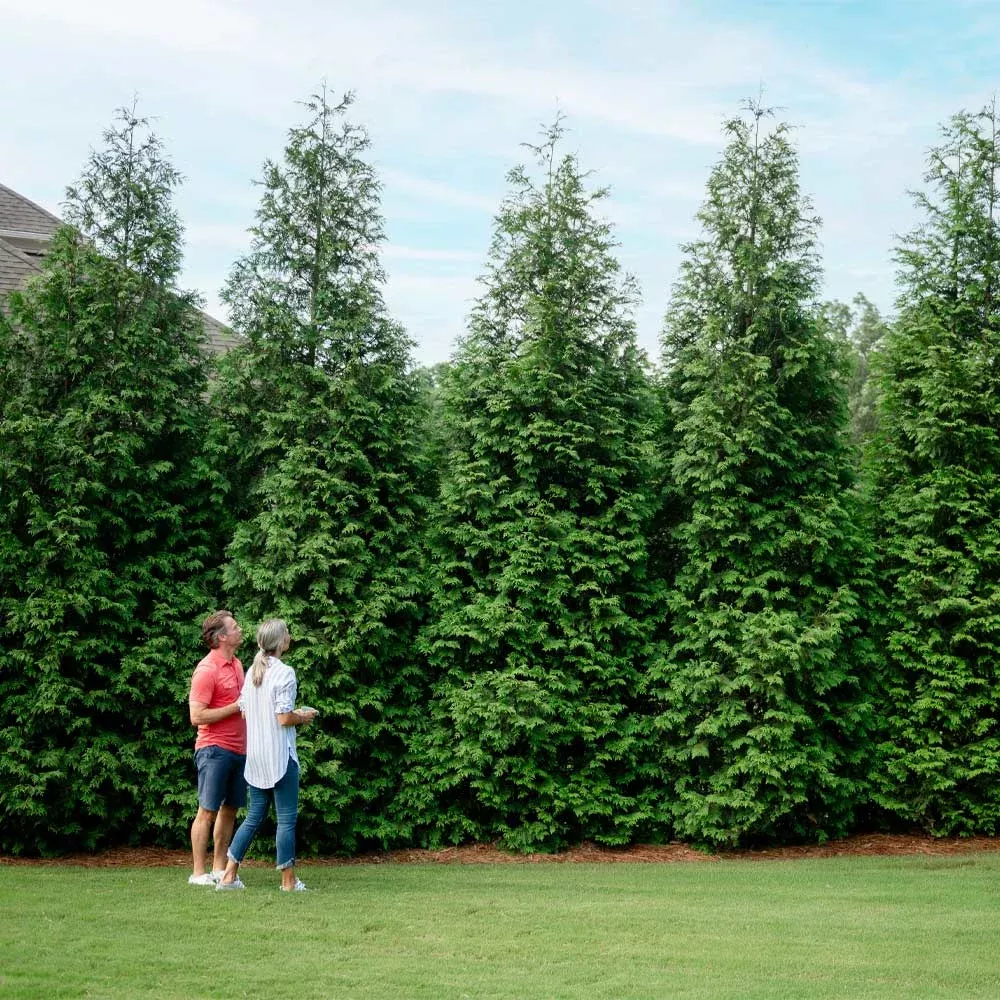 thuja-green-giant-arborvitae Thuja Green Giant Arborvitae