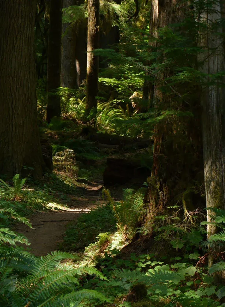 Thuja plicata - Western Red Cedar, Arborvitae (Plant)