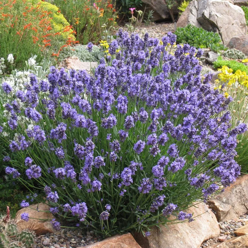 thumbelina-leigh-dwarf-english-lavender Thumbelina Leigh Dwarf English Lavender