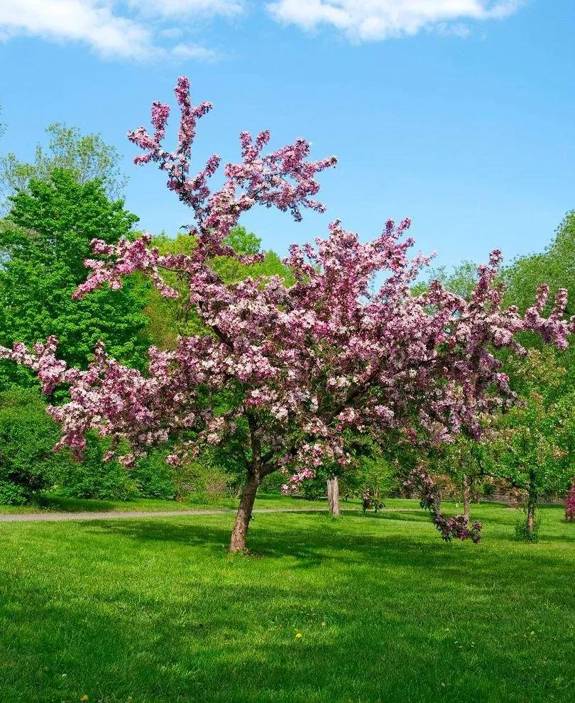 thundercloud-flowering-plum Thundercloud Flowering Plum