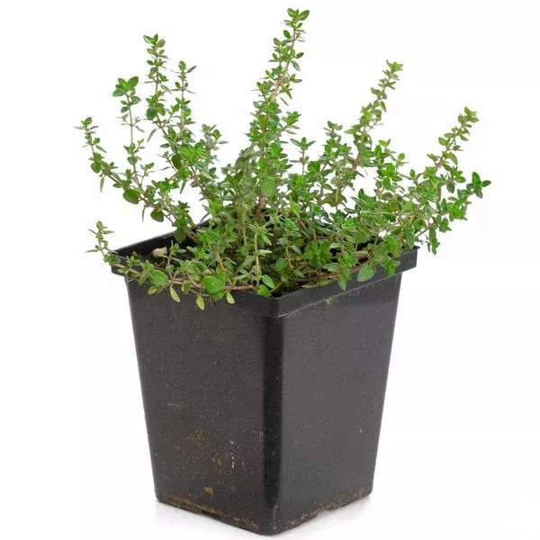 Thyme, English