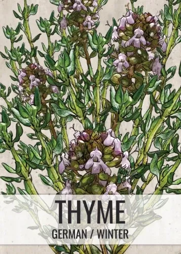 thyme-herb-seeds-planting-thymus-vulgaris Thyme Herb Seeds For Planting (Thymus vulgaris)