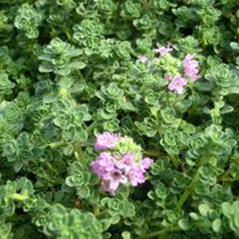 Thyme 'Pink Chintz' - 3.5 inch Pots (Minimum Quantity: 25 Plants)