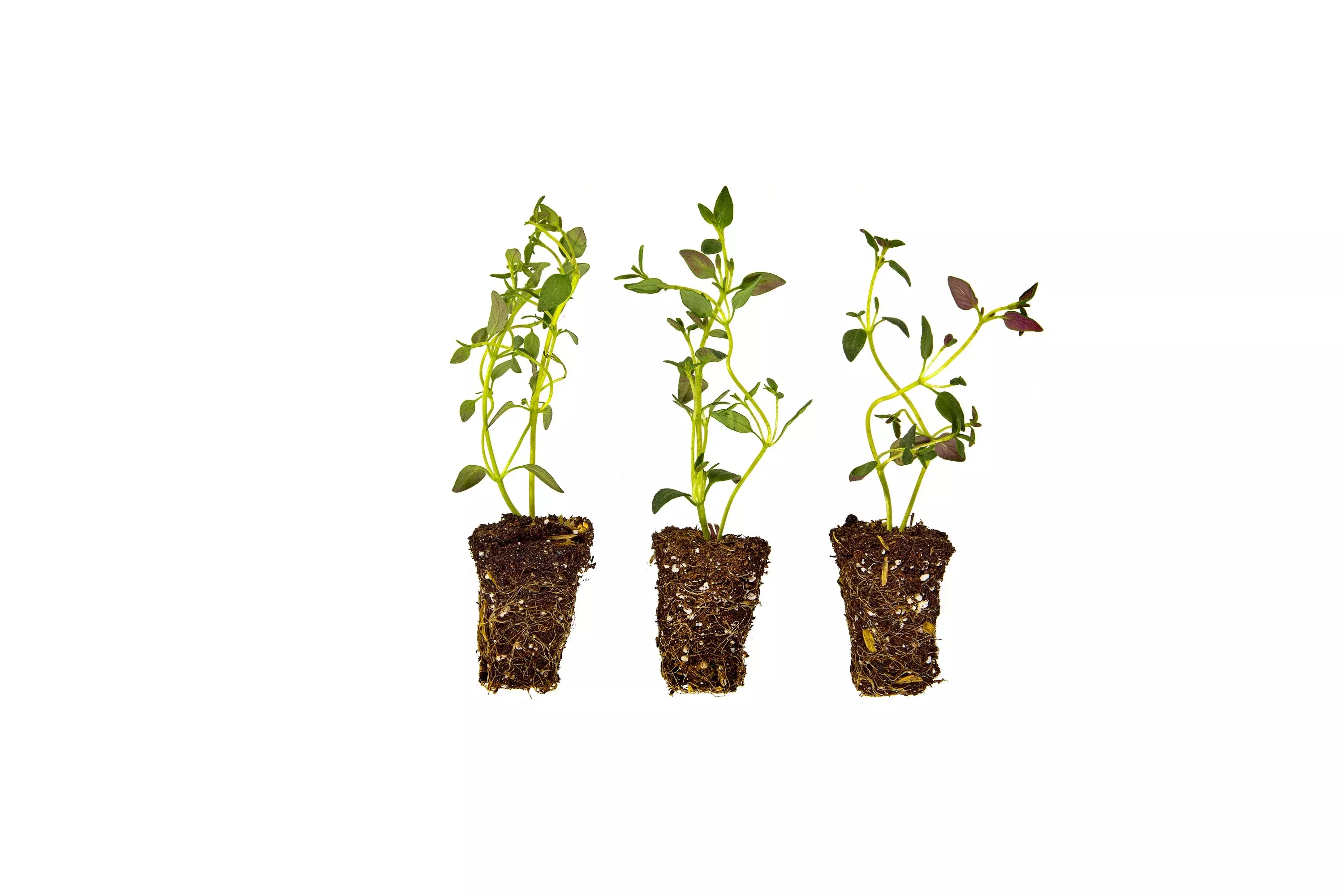 thyme-plugs-3-pack Thyme Plugs (3 Pack)