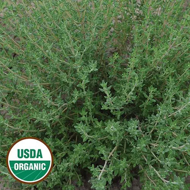 thyme-seeds-organic Thyme Seeds, Organic