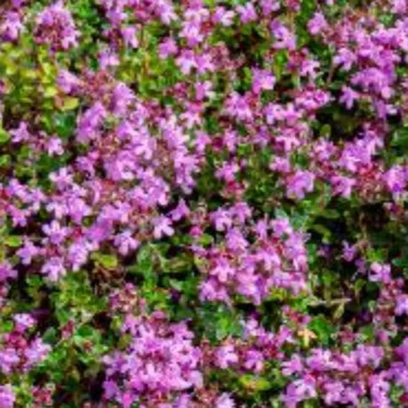 thymus-nummularius-thyme Thymus nummularius (Thyme)