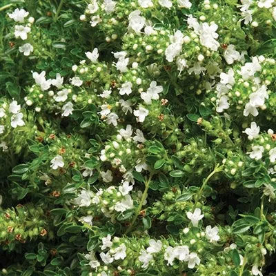 thymus-praecox-albiflorus-thyme Thymus praecox Albiflorus Thyme