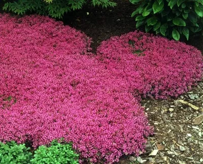 thymus-praecox-coccineus-thyme Thymus praecox coccineus Thyme