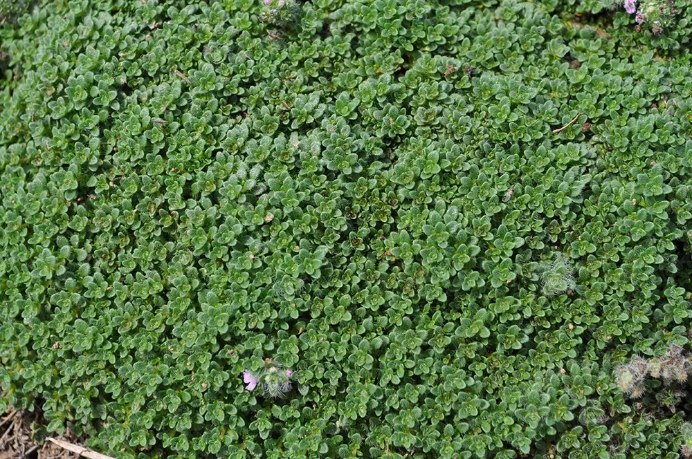 thymus-praecox-elfin-thyme Thymus praecox Elfin Thyme