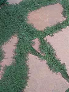 thymus-pseudolanuginosus-10-ct-flat Thymus pseudolanuginosus (10)ct Flat