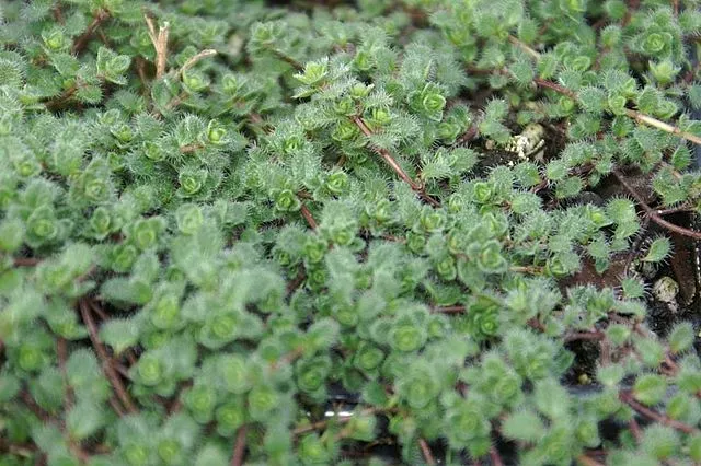 Thymus pseudolanuginosus Woolly Thyme Thyme