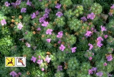 thymus-s-elfin-3-5-inch-pot Thymus s. 'Elfin' (3.5 inch pot)