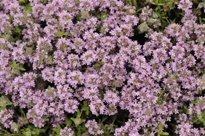 thymus-serphyllum-magic-carpet-thyme Thymus serphyllum Magic Carpet Thyme