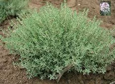 Thymus 'Spicy Orange' (10)ct Flat