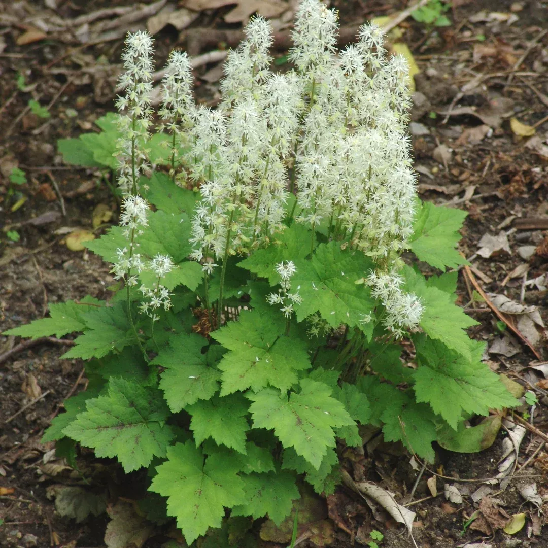 tiarella-cordifolia Tiarella cordifolia