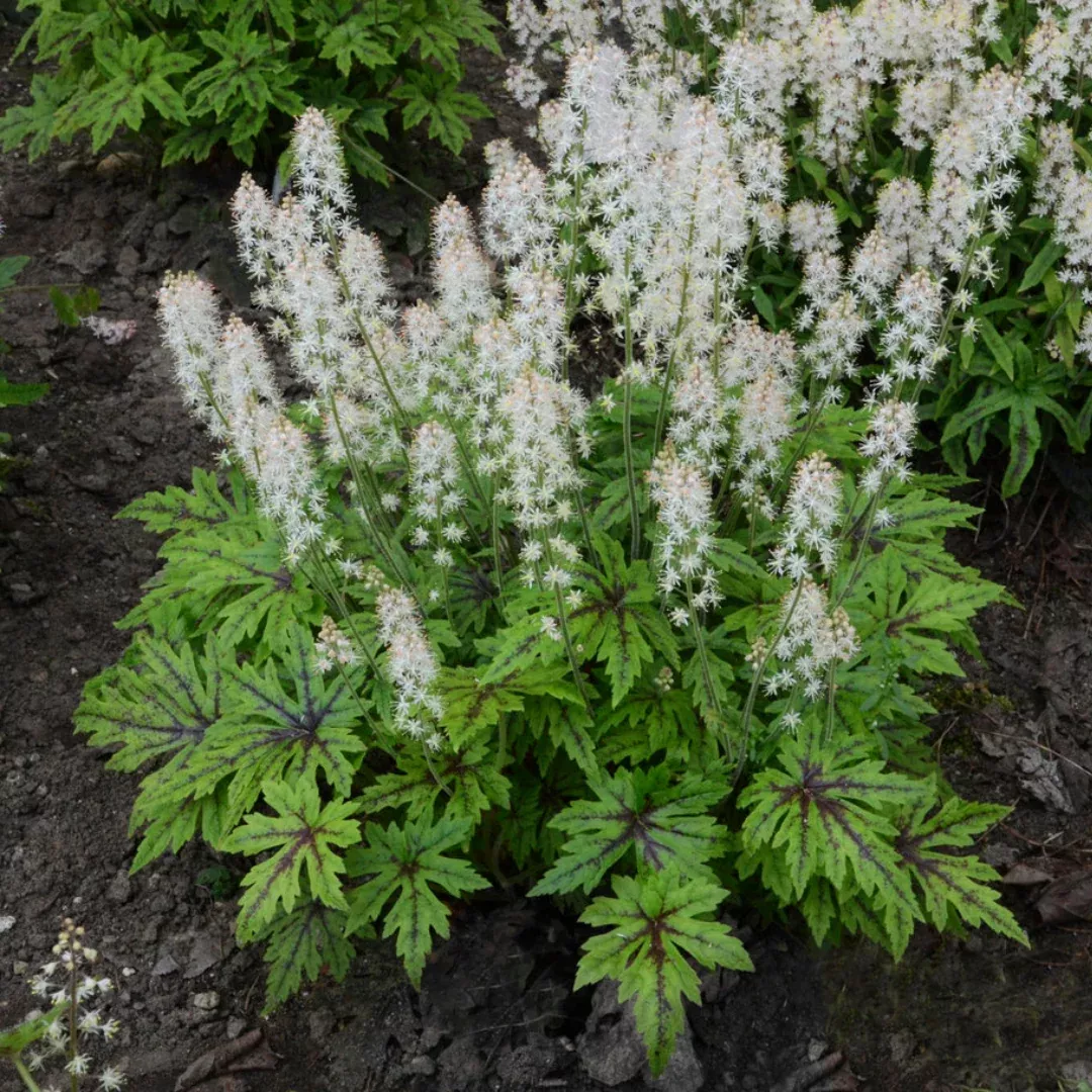 tiarella-cutting-edge Tiarella 'Cutting Edge'